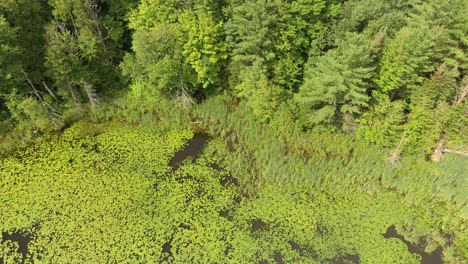 Slow-hovering-flight-with-motion-over-lake-entirely-covered-with-waterlilies