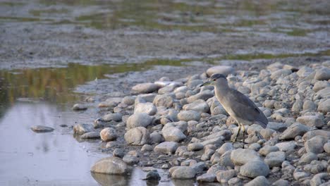 Black-crowned-night-heron-searching-fish-in-lakeside