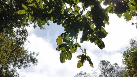 Eichenzweig-Mit-Atemberaubenden-Blättern,-Die-Im-Wind-Spielen,-Wolken-Ziehen-Im-Hintergrund-Vorbei