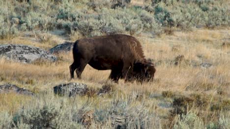 Büffelfutter-Auf-Einer-Hügelwiese-Im-Yellowstone-Nationalpark