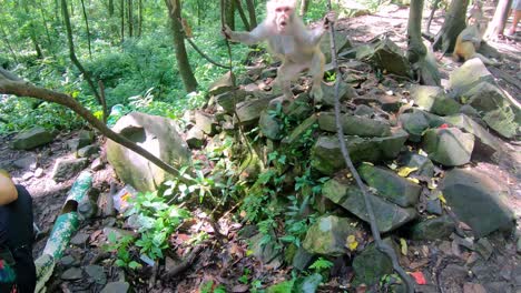 Mono-Macaco-Agresivo-En-Un-Bosque-Tropical,-Bosque-De-Monos-De-Galería-De-Diez-Millas,-Parque-Nacional-De-Zhangjiajie,-China