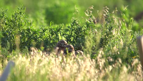 Kanincheneulenküken,-Die-Ihre-Umgebung-Von-Ihrem-Nest-Aus-Beobachten