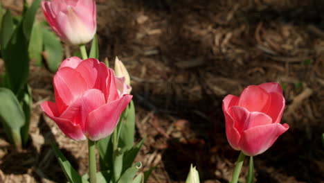 Tulips-in-park-at-springtime
