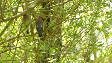 Two-Cedar-Waxwing-birds-taking-flight-from-off-of-willow-branches