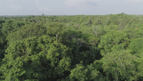 Baumkronen-Des-Amazonas-Regenwaldes,-Luftaufnahme-Mit-Himmel