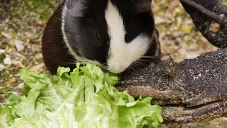 Beautiful-young-speckled-guinea-pig-eating-healthy-salad-in-the-forest