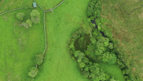 Aerial-top-down-view-of-some-green-rural-farmland,-with-dividing-walls,-on-a-bright-day
