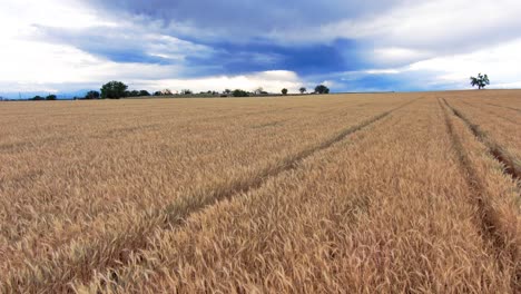 Wheat-zooms-past-in-diagonal-rows-under-an-epic-stormy-sky