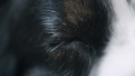Close-up-shot-of-a-dreaming-dog
