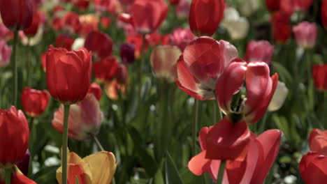 Tulipanes-En-El-Parque-En-Primavera