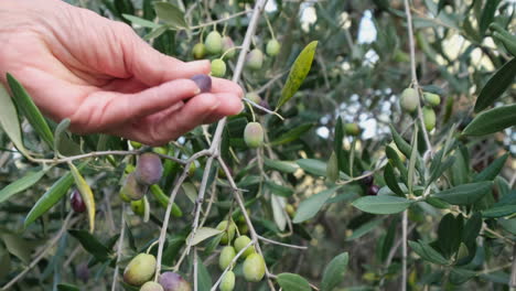 Woman's-hand-picking-olive-from-tree-branch-in-a-cultivation