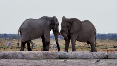 A-Pair-Of-Elephants-Standing-At-The-Savanna-In-Makgadikgadi-Pans-National-Park,-Botswana---medium-shot