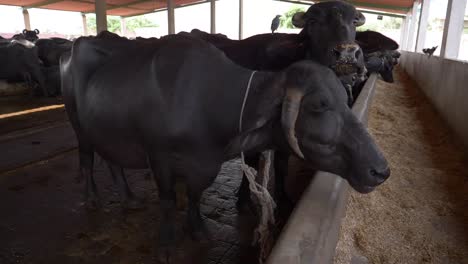 Vacas-Negras-Comiendo-Alimento-En-La-Granja.-Seguir-Tiro