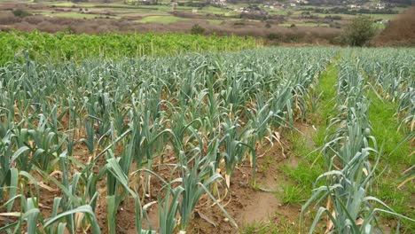 Plantación-De-Maíz-Libre-De-Pesticidas,-Orgánica-Y-Sostenible-En-El-Campo.