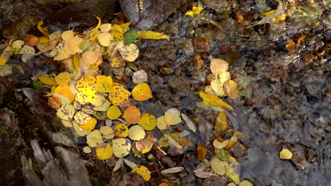 Goldene-Herbstblätter,-Die-Im-Wasser-Schwimmen