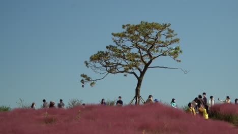People-visiting-famous-Murhly-Grass-Hill-featured-in-many-Korean-dramas,-Anseong-Farmland,-South-Korea