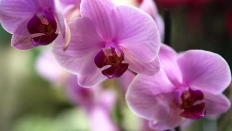 Phalaenopsis-Orchid-purple-plant-branch-with-three-blooms-with-shallow-focus,-Handheld-pan-right-reveal-shot