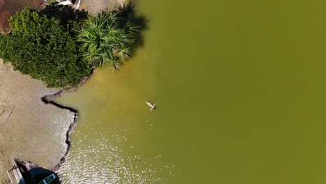 Charming-4k-daytime-aerial-zoom-in-onto-a-girl-that-is-swimming-and-relaxing-into-the-warm-waters-of-the-Laguna-de-los-Milagros-in-Tingo-Maria,-Amazonian-jungle-of-Peru