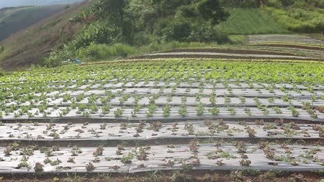Chinakohlsprossen-Auf-Dem-Bauernhof-Werden-Mit-Plastik-Bedeckt,-Um-Die-Richtige-Temperatur-Für-Ihr-Wachstum-Aufrechtzuerhalten