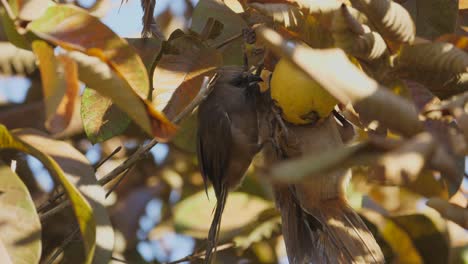 Three-mousebirds-hanging-from-a-tree-branch-to-eat-a-ripe-guava-fruit,-close-up