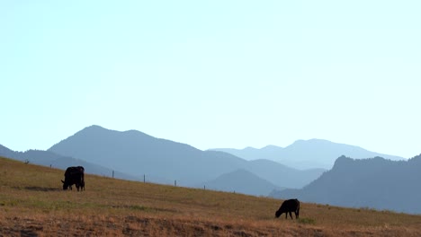 Angus-cows-grazing-in-open-field-against-a-backdrop-of-the-Rocky-Mountains
