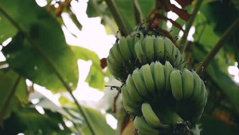 Natürliche-Grüne-Bananen-Auf-Einem-Baum-Auf-Der-Bananenbauminsel-In-Hanoi,-Der-Hauptstadt-Vietnams-Im-Sommer