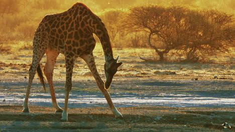 Jirafa-Africana-Agachándose-Para-Beber-Durante-La-Hora-Dorada-En-El-Parque-Nacional-Makgadikgadi-Pans-En-Botswana