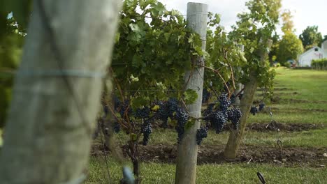 Clusters-of-grapes-at-the-end-of-the-row-in-a-vineyard
