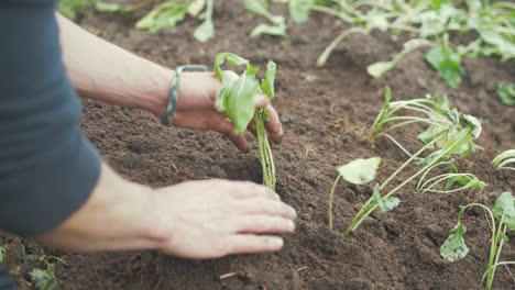 Transplanting-turnips-into-organic-soil-garden