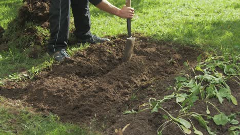 Digging-trench-for-natural-fertilizer-gardening