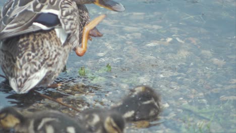 Cute-Mallard-ducklings-and-mother-duck-preening-themselves-at-waters-edge