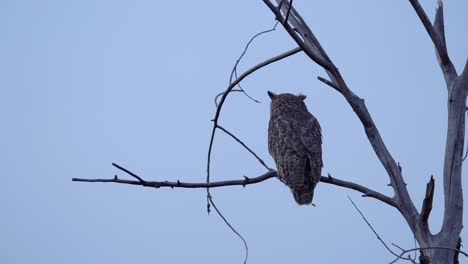 Great-Horned-Owl-perching-on-tree-and-observing-its-surrounding