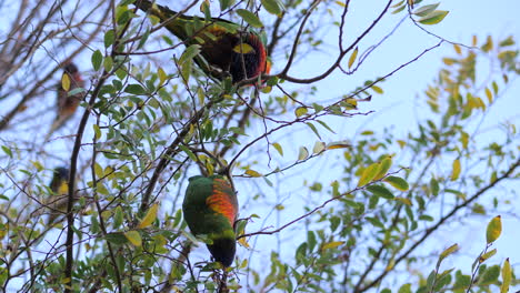 Pair-Of-Rainbow-Lorikeet-Birds-Feeding-On-Gum-Leaves-Upside-Down,-SLOW-MOTION