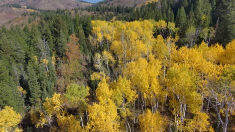 Pull-back-aerial-view-while-flying-between-two-pine-trees-over-an-aspen-grove-in-autumn-with-vivid-yellow-leaves-in-a-mountain-landscape