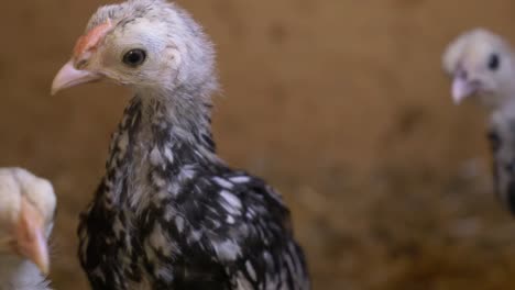 Young-Chickens-In-Farm-Barn.-Close-Up