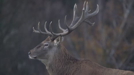Majestic-stag-with-large-antlers-looks-at-Camera-and-turns-his-head---SLOMO