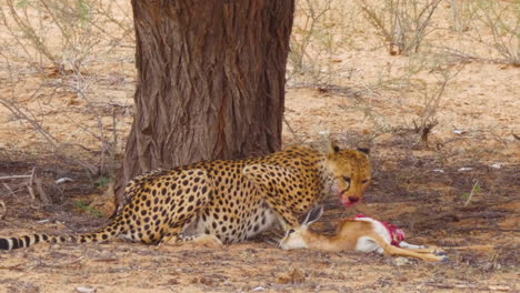 Cheetah-Devouring-On-The-Bloody-Intestines-Of-A-Freshly-Killed-Prey-In-Kalahari-Desert,-Southern-Africa---medium-shot