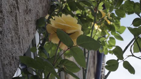 Yellow-rose-bush-growing-outside-a-house-medium-shot