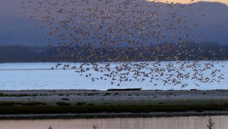 Following-Flock-of-Wrybill-and-Godwits-Birds-in-Murmuration-Formation