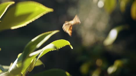 Butterfly-flying-away-from-a-small-leaf-in-slow-motion