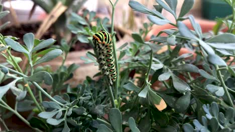 Moving-spinning-closeup-shot-around-swallowtail-caterpillar-on-a-plant-stem,-green-yellow-orange-caterpillar