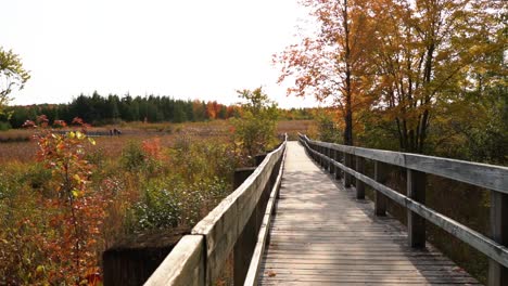 wooden-trail-for-hike-during-fall-season