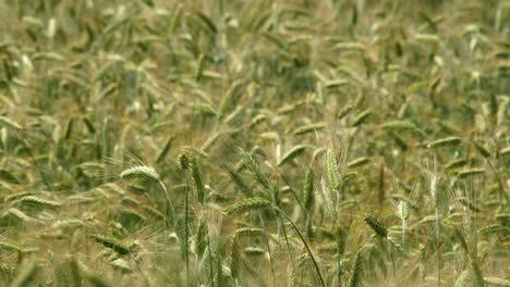 Background-video-of-wheat-blowing-in-the-wind