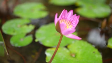 Beautiful-pink-Waterlily-flower-in-bloom--close-up