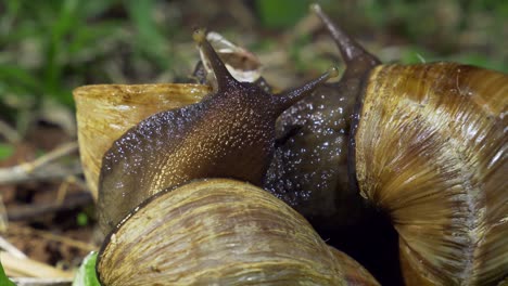 Two-African-Snail-Achatina-fulica-or-Giant-African-Land-Snail-Close-Up