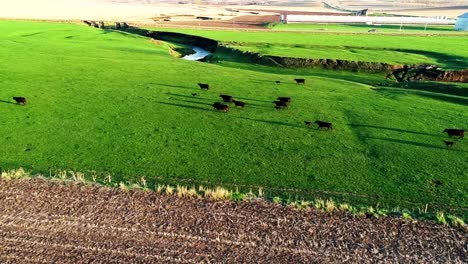 Imágenes-De-Drones-De-Ganado-De-Corral-Corriendo-A-Través-De-Pastos-Verdes-Abiertos-En-Iowa