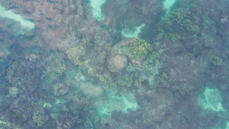 Agua-De-Mar-Cristalina-Con-Un-Impresionante-Sistema-De-Arrecifes-De-Coral-Bajo-La-Superficie,-Aéreo
