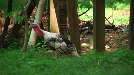 Single-black-and-white-alive-wild-turkey-with-red-wattle-and-blue-face-walking-and-eating-green-grass,-handheld-close-up