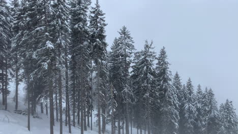 Winterlandschaft---Mit-Weißem-Schnee-Bedeckte-Kiefern-Im-Skigebiet-Von-Einem-Fahrenden-Skilift-In-Österreich