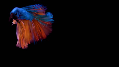 Vibrant-Siamese-fighting-fish-Betta-splendens,-also-known-as-Thai-Fighting-Fish-or-betta,-a-popular-aquarium-fish-in-super-slow-motion-on-isolated-black-background